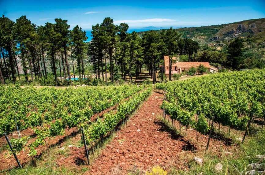 A vineyard with rows of grapevines on reddish soil, surrounded by tall pine trees. A rustic house with a red roof is nestled among the trees, with green hills and blue sky in the background.